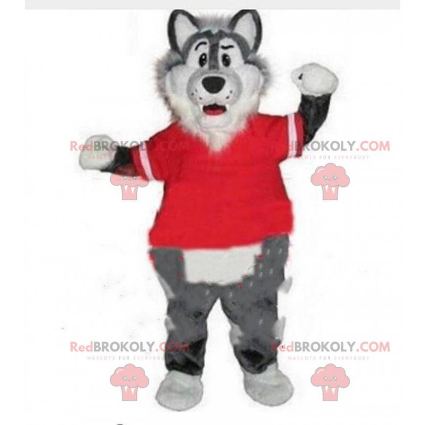 Lobo mascote cinza e branco com um suéter vermelho. Lobo