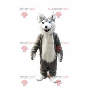 Šedý a bílý husky maskot, kostým chlupatého vlka -