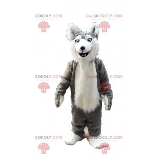 Grå og hvid husky maskot, behåret ulvehundedragt -