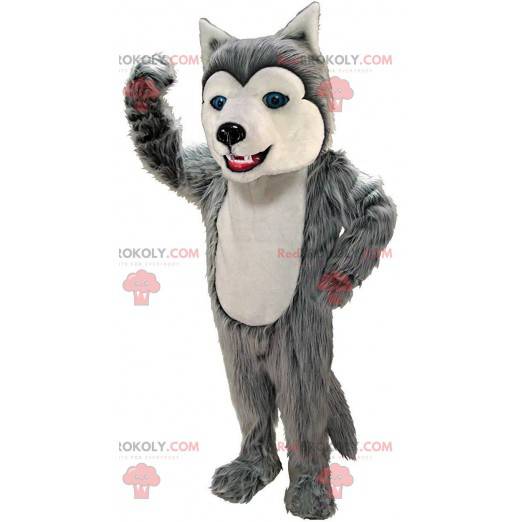 Grå og hvid husky maskot, behåret ulvehundedragt -