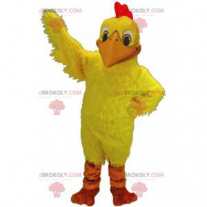 Mascot yellow chicken, hen costume, giant rooster -