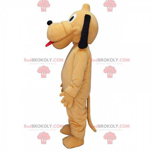 Mascot Pluto, the famous yellow dog from Disney - Redbrokoly.com