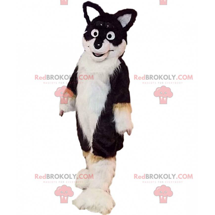 Maskot tříbarevný husky pes, kostým chlupatého psa - Maskot tříbarevný husky pes, kostým chlupatého psa -