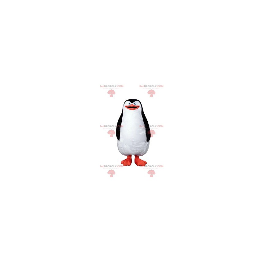 Penguin mascot, beautiful black and white plumage -
