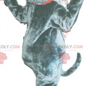 Mascota de perro toro gris con enormes colmillos -