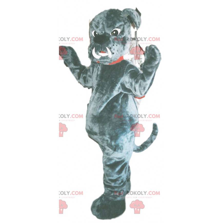 Mascota de perro toro gris con enormes colmillos - Mascota de perro toro gris con enormes colmillos -