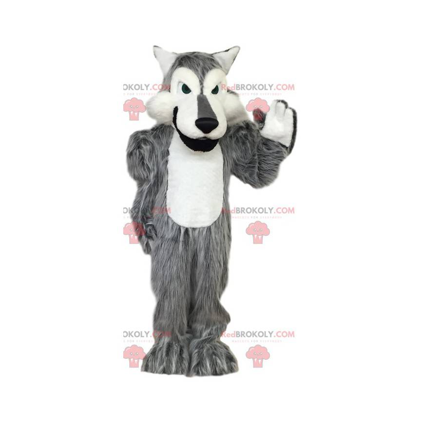 Mascote de lobo cinzento e branco. Fantasia de lobo -