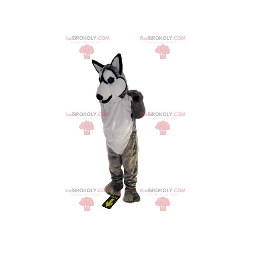 Mascota husky gris y blanco sonriendo. Disfraz de lobo -