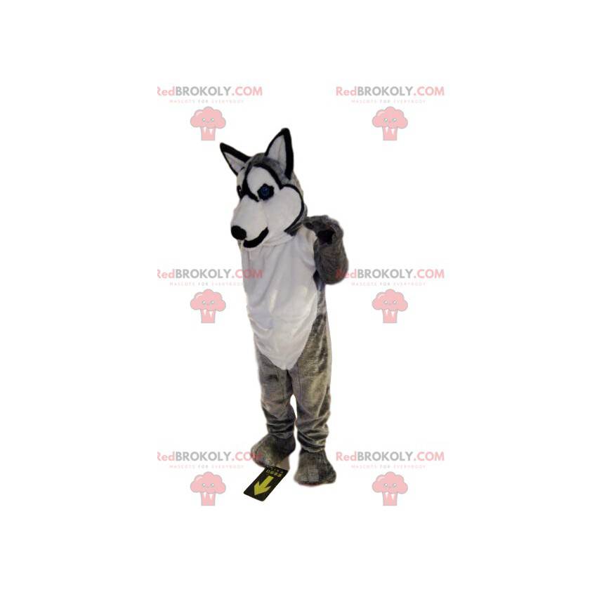 Mascotte de husky gris et blanc souriant. Costume de loup -