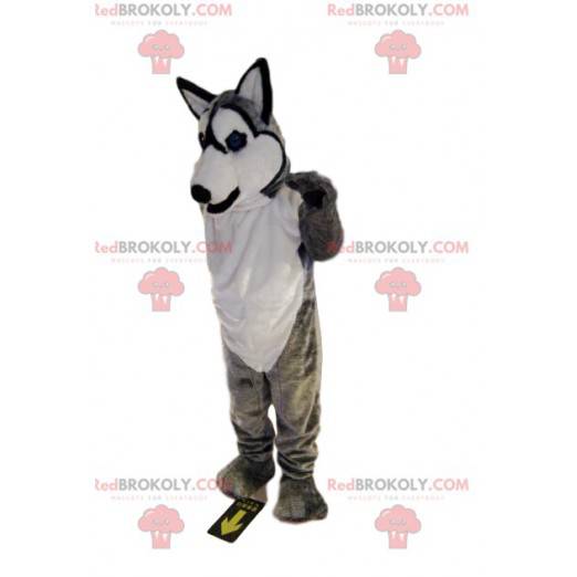 Mascota husky gris y blanco sonriendo. Disfraz de lobo -