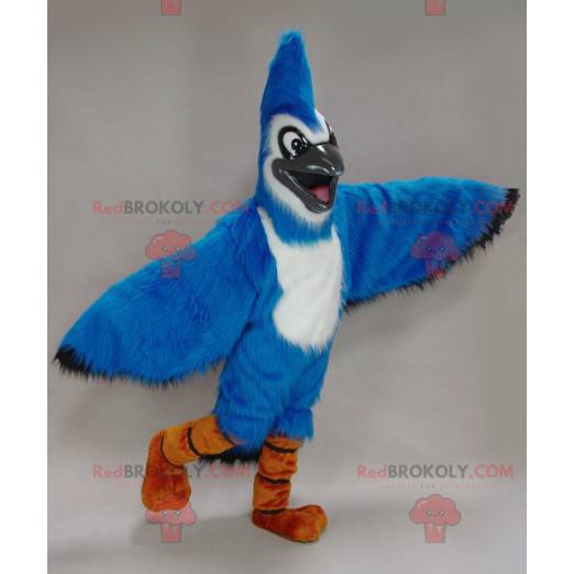 Mascota de arrendajo azul y blanco - mascota del pájaro azul -