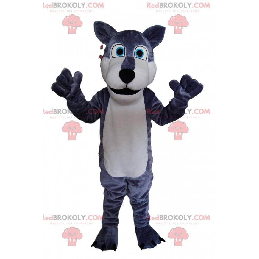 ¡Mascota lobo gris y blanco, con ojos azules brillantes! -