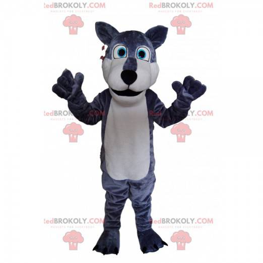 Gray and white wolf mascot, with bright blue eyes! -