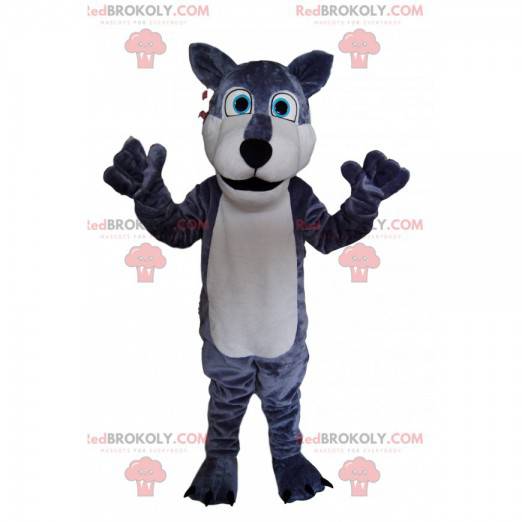 Mascotte grijze en witte wolf, met heldere blauwe ogen! -