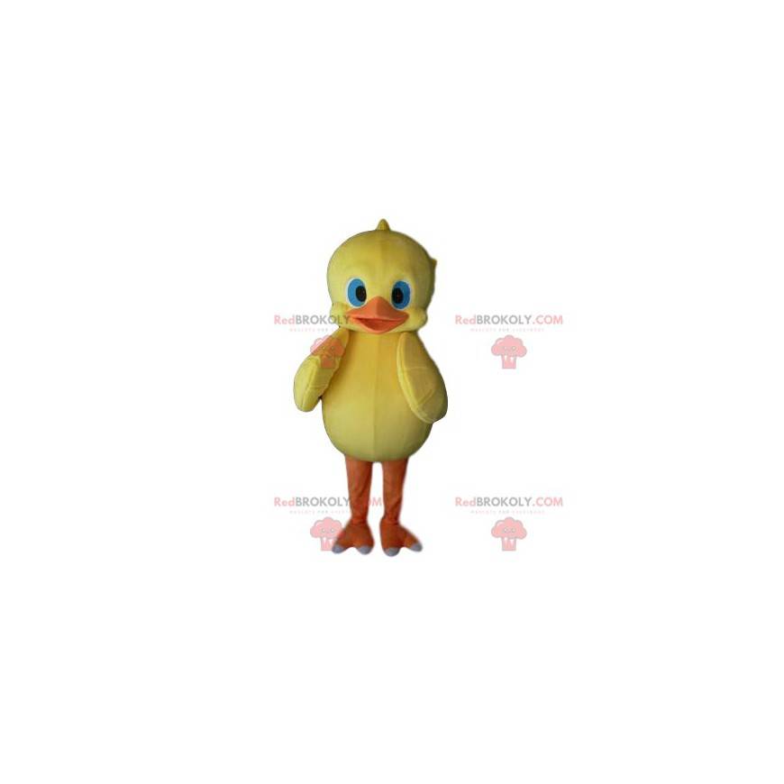 Mascot pollito amarillo con bonitos ojos azules - Redbrokoly.com