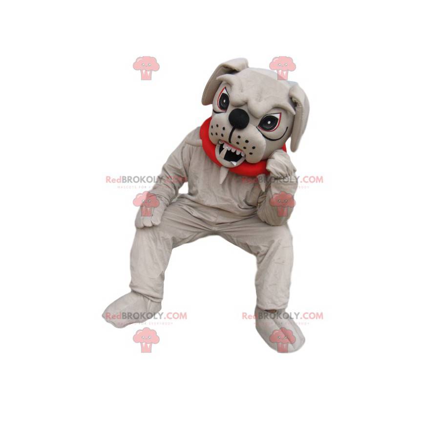 Mascotte bull-dog molto aggressiva con un collare rosso - Mascotte bull-dog molto aggressiva con un collare rosso -