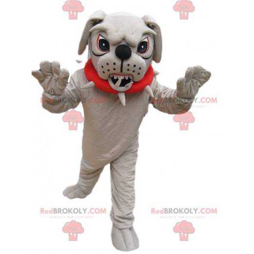 Very aggressive bull-dog mascot with a red collar -