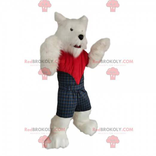 Mascote Westie, o cão escocês, com uma roupa escocesa! -