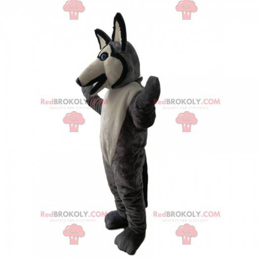 Gray and white wolf mascot with blue eyes - Redbrokoly.com