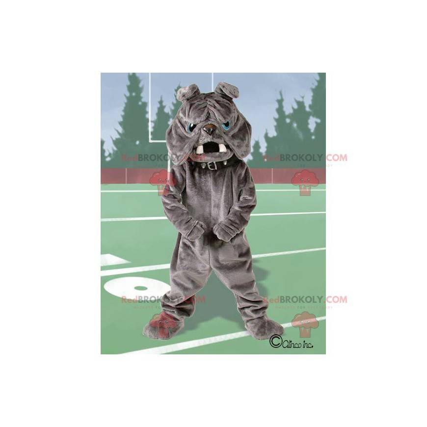 Gray bulldog mascot with blue eyes - Redbrokoly.com