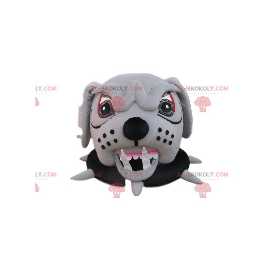 Cabeza de mascota de perro toro agresivo con collar -