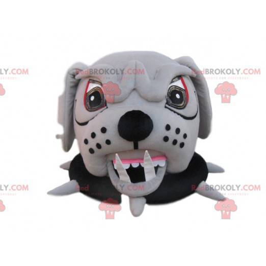 Cabeza de mascota de perro toro agresivo con collar -