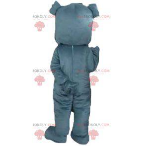 Mascota perro gris mirando feroz - Redbrokoly.com