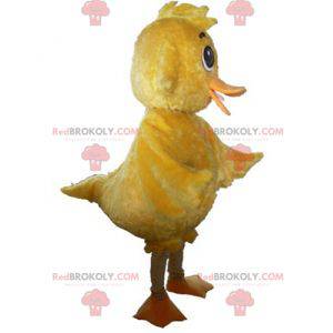 Mascota de pollito amarillo gigante dulce y lindo -