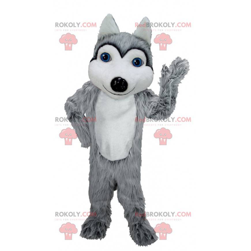 Mascota lobo gris y blanco con ojos azules - Redbrokoly.com