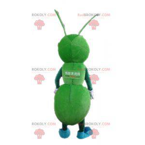 Mascota de las hormigas verdes gigantes. Mascota de insecto