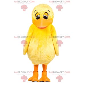 Mascota adorable pollito amarillo - Redbrokoly.com
