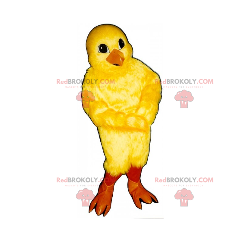 Farm animal mascot - Chick - Redbrokoly.com