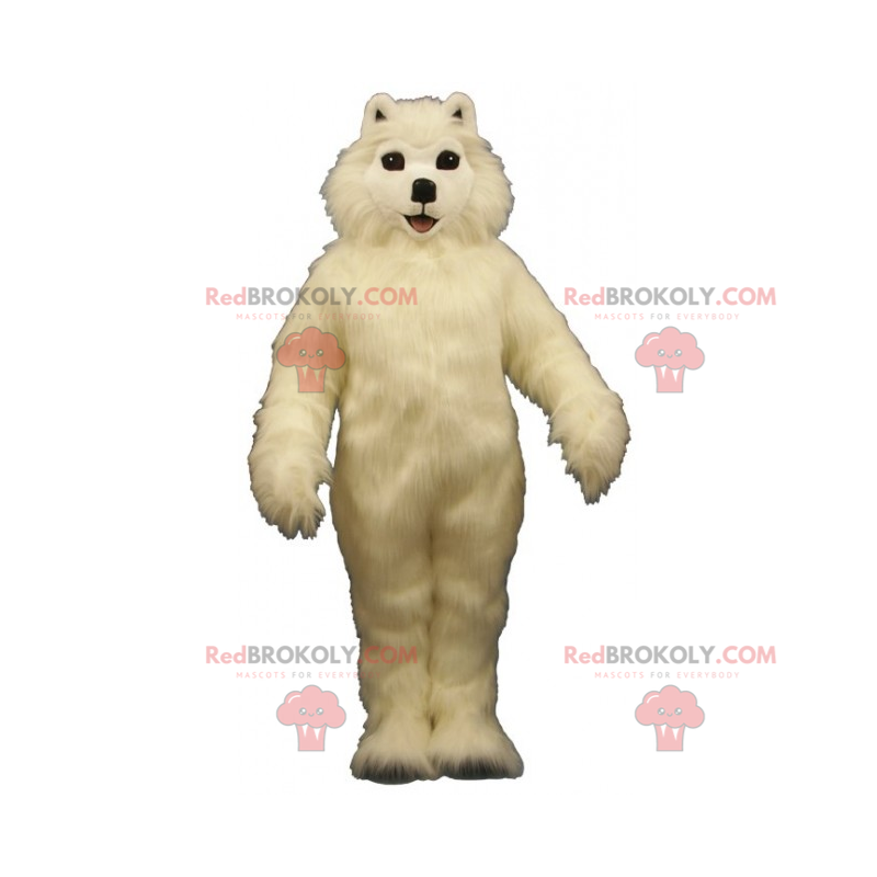 Haustier Maskottchen - Bichon Maltais - Redbrokoly.com