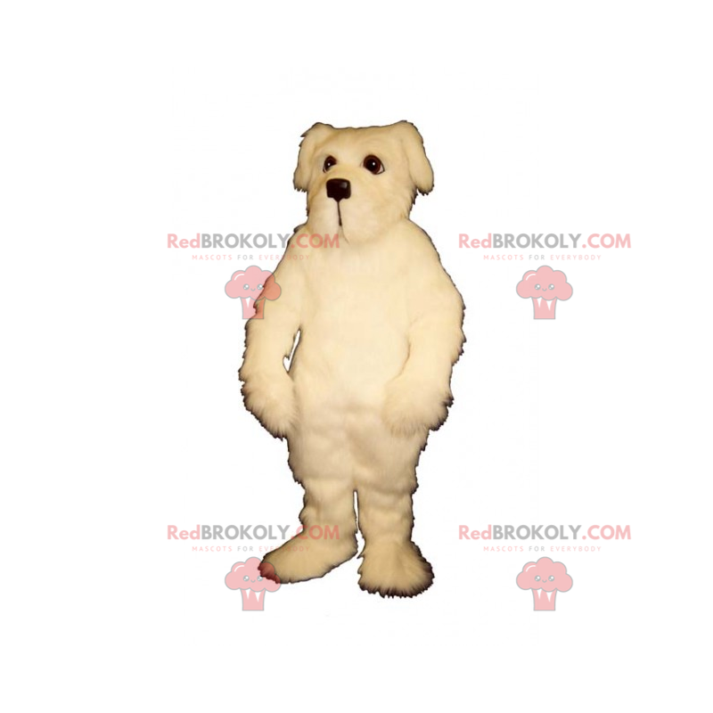 Mascote cão - Bichon maltês - Redbrokoly.com Mascote cão - Bichon maltês - Redbrokoly.com