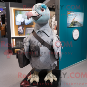 Grey Pigeon...