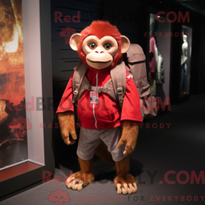 Red Capuchin Monkey...