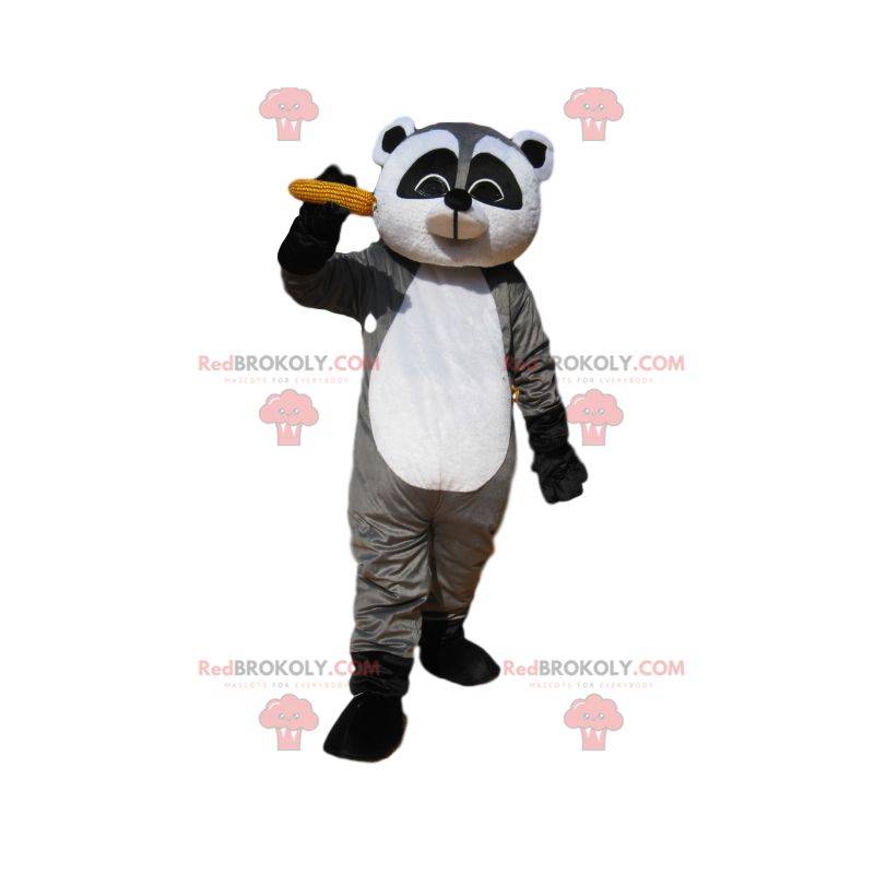 Mascot mapache gris y negro con una mazorca de maíz