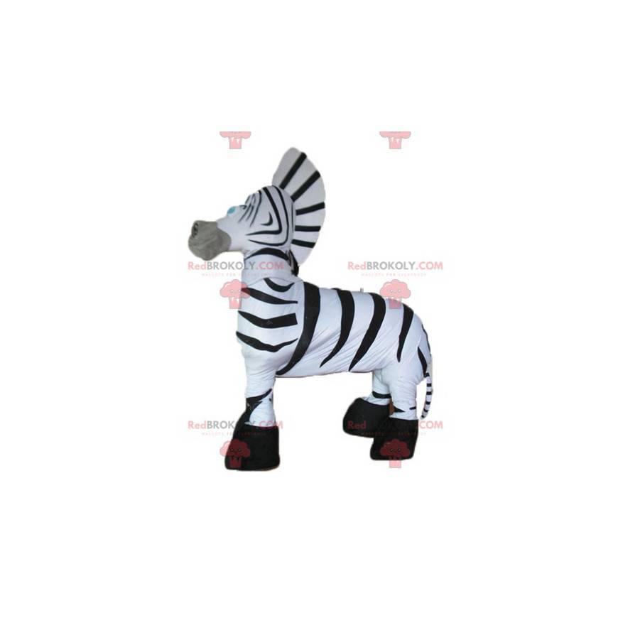 Giant and very successful black and white zebra mascot -