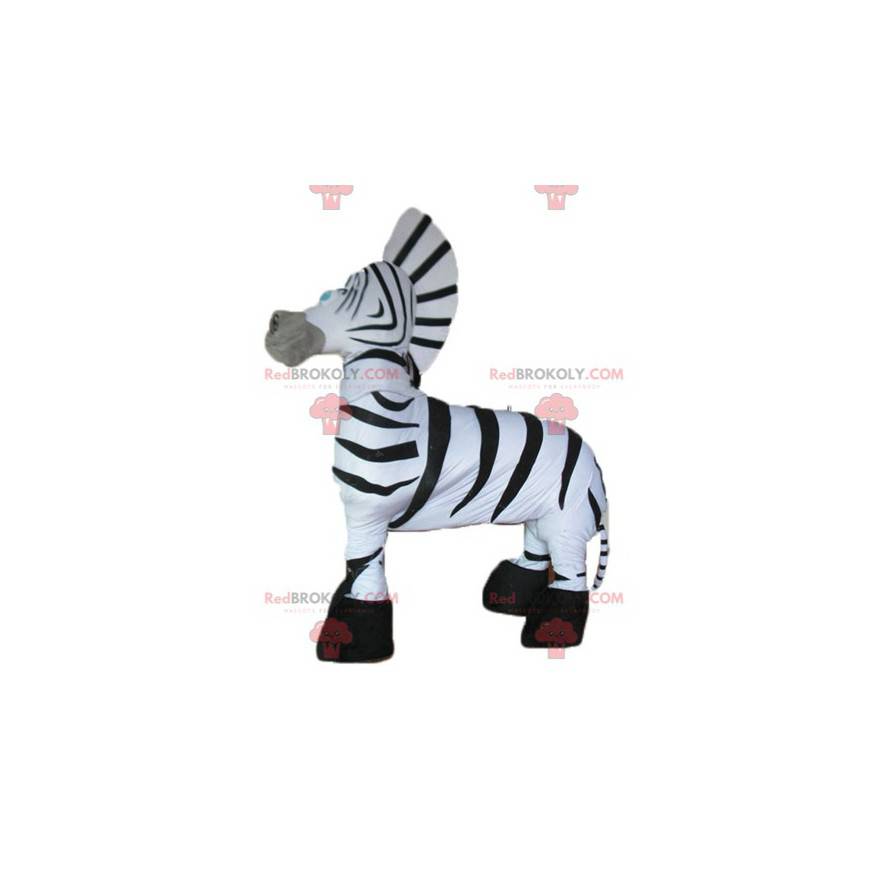Mascotte zebra gigante e di grande successo in bianco e nero -