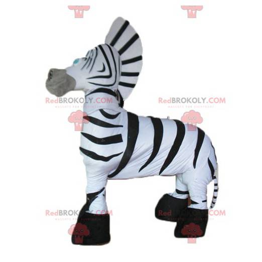 Giant and very successful black and white zebra mascot -