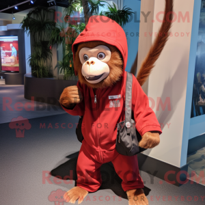 Red Capuchin Monkey...