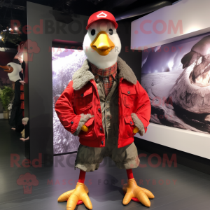 Röd Muscovy Duck...