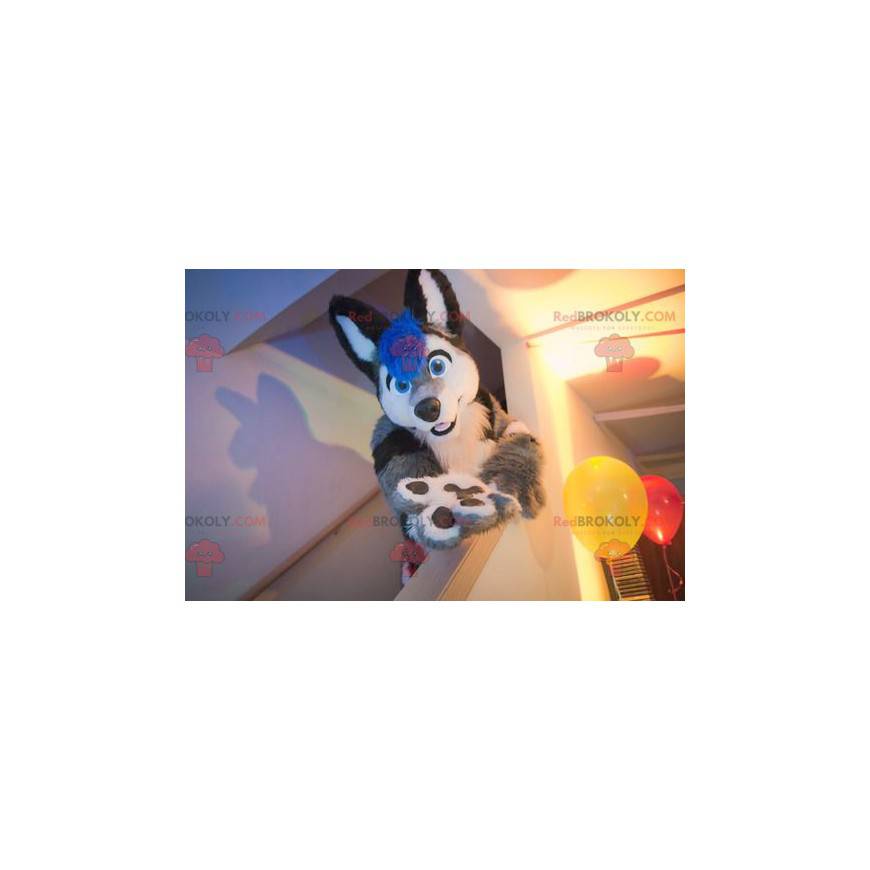 Kattemaskot grå svart hvit og blå hund - Redbrokoly.com Kattemaskot grå svart hvit og blå hund - Redbrokoly.com