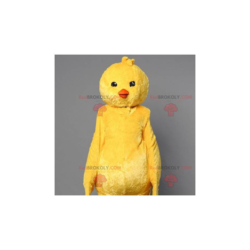 Mascota de pollito amarillo. Mascota del pájaro canario -
