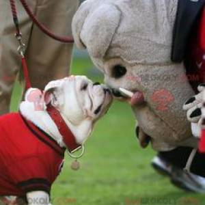 Grå bulldoghundmaskot - Redbrokoly.com