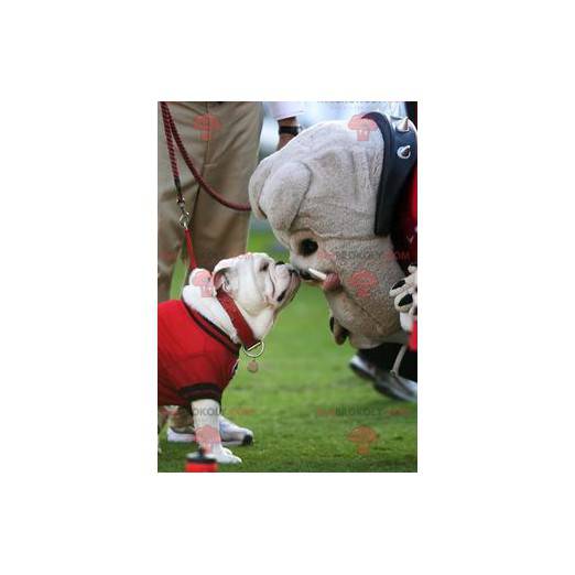 Gray bulldog dog mascot - Redbrokoly.com