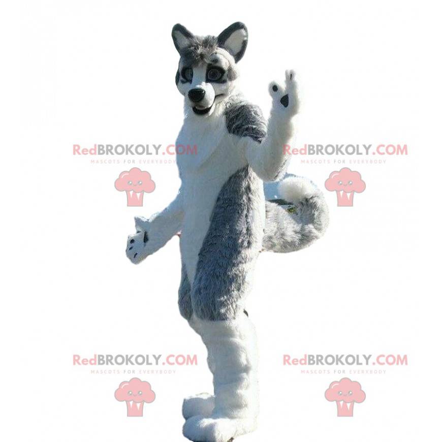Husky dog mascot, gray dog costume, canine costume - Husky dog mascot, gray dog costume, canine costume -