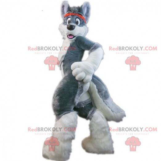 Grå husky hundemaskot, behåret hundedragt, ræv - Redbrokoly.com