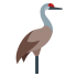 Dodo fuglemaskoter